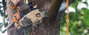 Lawn Watering Services in Broomall, PA