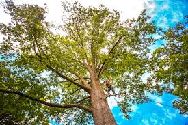 Broomall, PA Tree Care Company