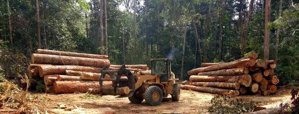How Our Tree Care Process Works  in  Broomall, PA